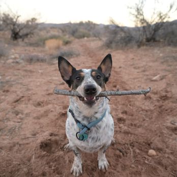 Vegas Valley K9 - Pet Training Near Me Vegas Valley K9 - Pet Training Near Me