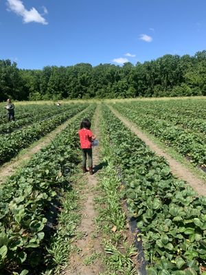 Salem Berry Farm by null