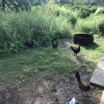 Malaekahana Beach Campground - Chickens at camp - Campgrounds Near Me - Kahuku, Hawaii Malaekahana Beach Campground - Chickens at camp - Campgrounds Near Me - Kahuku, Hawaii