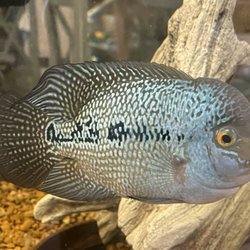 Life Fish Aquatic Pet Store
