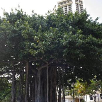 Waikiki Beach - Banyan tree - Beaches Near Me Waikiki Beach - Banyan tree - Beaches Near Me