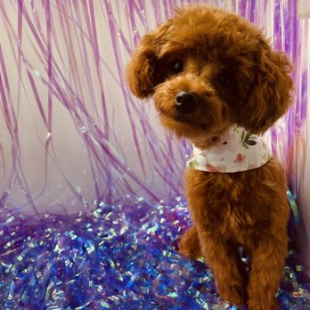 Dapper Tails - @teacup.mocha - Pet Groomers Near Me
