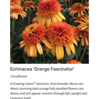 Decatur Garden Center - Orange Fascinator - Nurseries & Gardening Near Me - Decatur, Texas Decatur Garden Center - Orange Fascinator - Nurseries & Gardening Near Me - Decatur, Texas