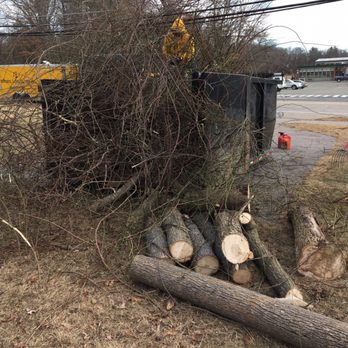 Brothers Landscapers - Getting rid of Rose Bush - Landscaping Near Me - Canton, Massachusetts