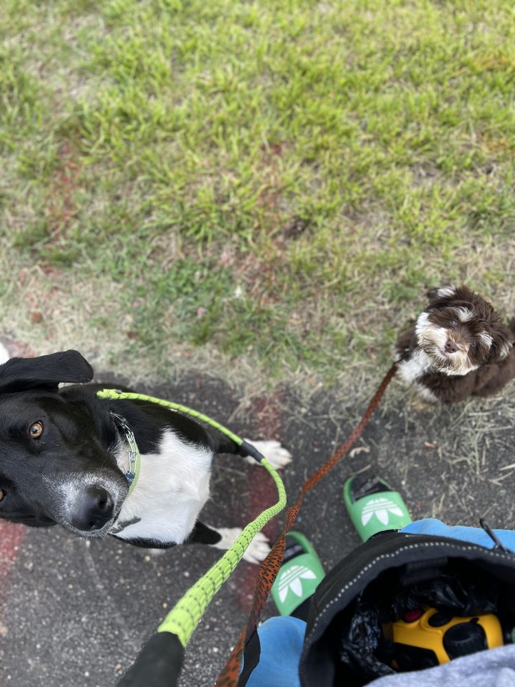 LEGACY K9 HAVEN Request Consultation Bowie, Maryland Pet Training