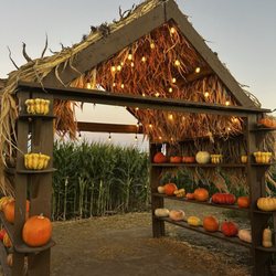 Frosty's Forest Pumpkin Patch