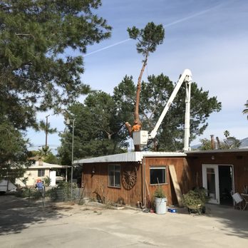 Discount Tree Care - Tree Services Near Me - 92427, California