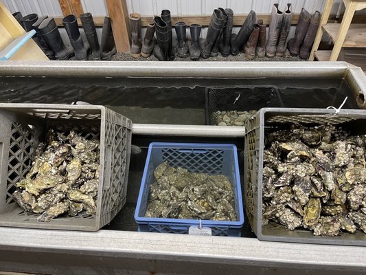 Buck Bay Shellfish Farm by null