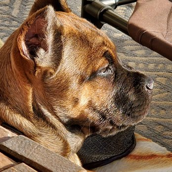 Elevated Canine Academy - Bane - Pet Training Near Me Elevated Canine Academy - Bane - Pet Training Near Me