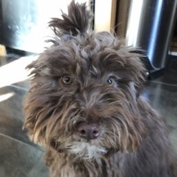 Carl loves Boston Paws and it's awesome owners & staff!