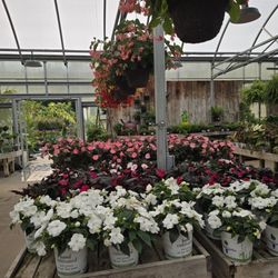 A Proper Garden