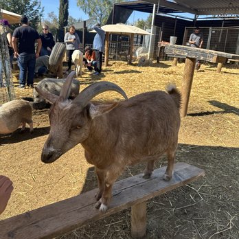 SoCalMiniPigs - Pet Breeders Near Me - Valley Center, California SoCalMiniPigs - Pet Breeders Near Me - Valley Center, California
