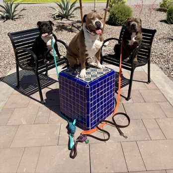 Desert Dog Walks - Raven, Bruce and Kaiser posing for pictures - Pet Boarding Near Me - Tolleson, Arizona Desert Dog Walks - Raven, Bruce and Kaiser posing for pictures - Pet Boarding Near Me - Tolleson, Arizona