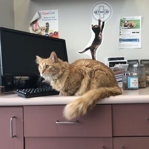 Vca All About Pets Animal Hospital Veterinarians 5669 Duluth St Golden Valley Mn Phone Number Yelp