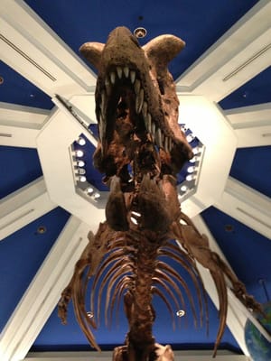 DINOSAUR by null