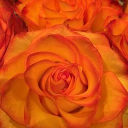 Thrifty Florist - Confetti roses...