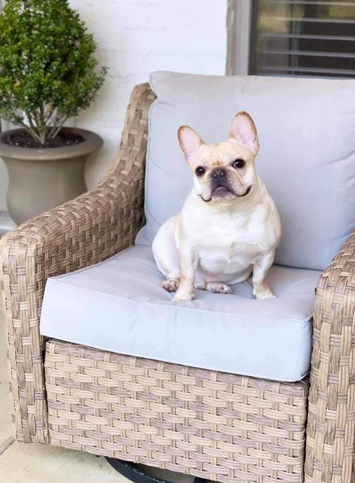 ALL ANIMAL HOSPITAL OF TUPELO Updated October 2024 10 Photos 1411