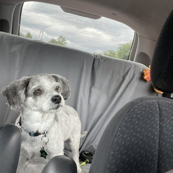 Scrubadub Dog - My happy guy on the  way home. - Pet Groomers Near Me - Baltimore, Maryland