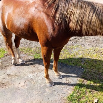 Tonda Husty’s Farrier Services - Farriers Near Me Tonda Husty’s Farrier Services - Farriers Near Me