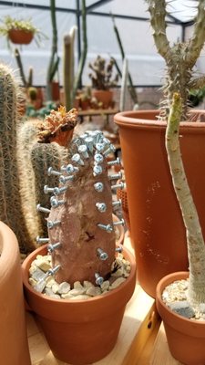 Cactus Store by null