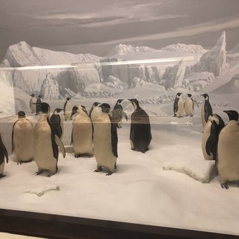 Field Museum - Museums Near Me - Chicago, Illinois