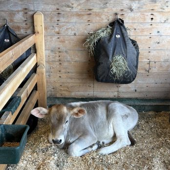 Shelburne Farms - Lil baby - Farms Near Me - Shelburne, Vermont
