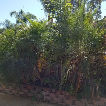 Lucero Tree Service - Tree Services Near Me Lucero Tree Service - Tree Services Near Me