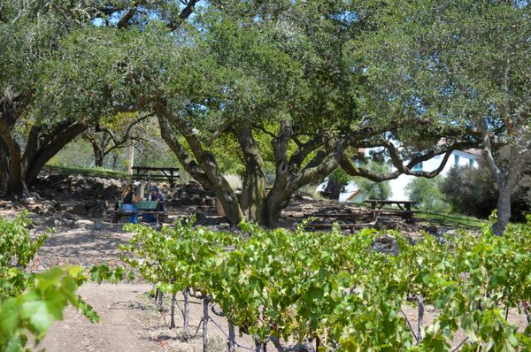 Bartholomew Estate Winery by null