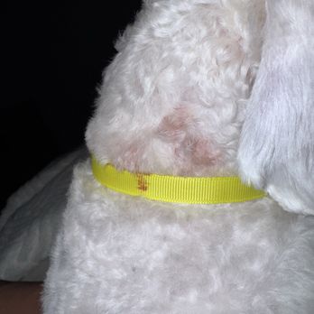 Besties DogSpa - Pet Groomers Near Me - San Diego, California Besties DogSpa - Pet Groomers Near Me - San Diego, California
