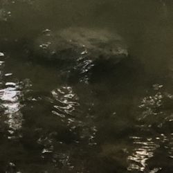 Foster Park - Snapping turtle