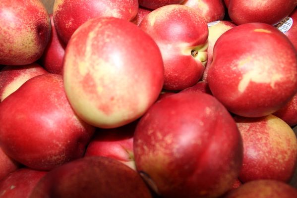 Larsen Lake Blueberry Farm by null