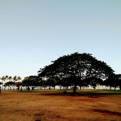 Coconut Chase 8K