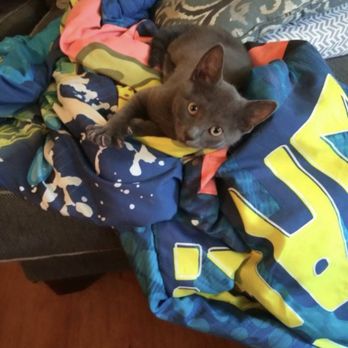 Long Beach Humane Society - Blu - Animal Shelters Near Me - Island Park, New York