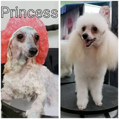 astoria grooming holistic pet spa