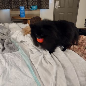 Sugarloaf Mountain Motel - Lola playing on the bed in Bend at The Sugar Loaf - Hotels Near Me - Bend, Oregon