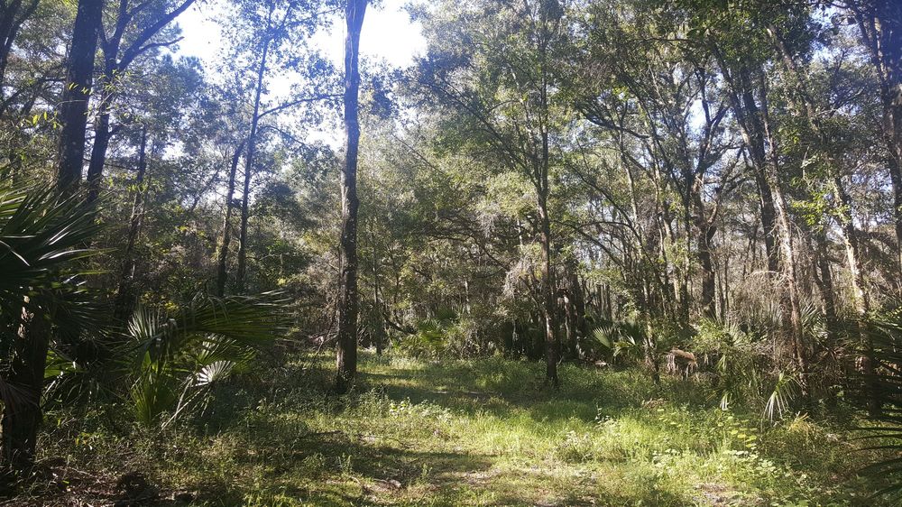 Jefferson Equestrian Area - equestrian in Thonotosassa, FL