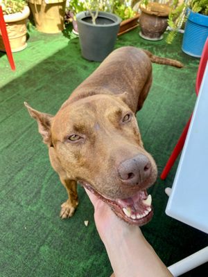 Coqui del Mar Guest House by null