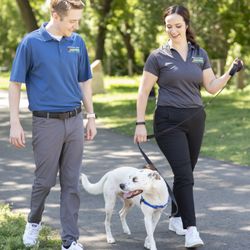 Bark Busters Home Dog Training Minneapolis-St. Paul - Michael and Lydia walking their dog Raleigh with the Bark Busters harness.
