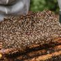 Photo of Critter Crew Pest Solutions & Beekeeping