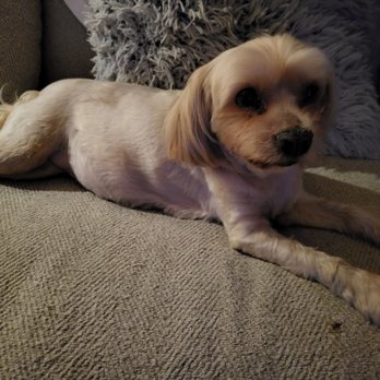 Fancy Paws Pet Salon - Pebbles after - Pet Groomers Near Me - Gilbert, Arizona Fancy Paws Pet Salon - Pebbles after - Pet Groomers Near Me - Gilbert, Arizona