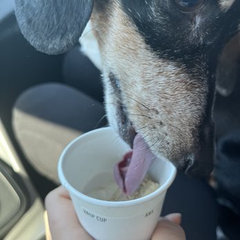 Ziggi's Coffee - Pup cup for the good boy. - Coffee & Tea Near Me - Lakewood, Colorado Ziggi's Coffee - Pup cup for the good boy. - Coffee & Tea Near Me - Lakewood, Colorado
