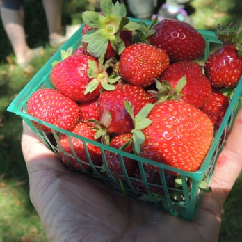 Capay Organic - Not sure what variety these are but they were sweet and delicious! - Farmers Market Near Me - Capay, California