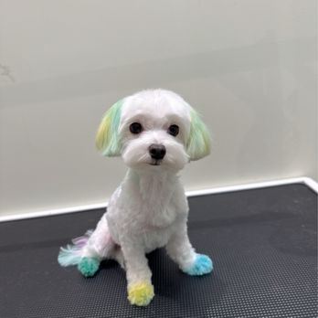 Paw Paw Pet Studio - Pet Groomers Near Me - Great Neck, New York Paw Paw Pet Studio - Pet Groomers Near Me - Great Neck, New York
