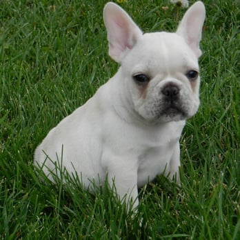 Family Puppies - French Bulldog Female - Pet Breeders Near Me - Nappanee, Indiana Family Puppies - French Bulldog Female - Pet Breeders Near Me - Nappanee, Indiana