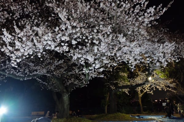 Kamon-yama Park by null