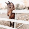Canyon Country Equestrian Center gift card