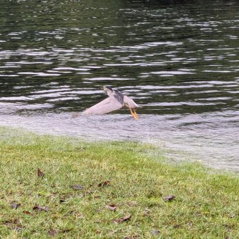 Keaukaha Beach Park - Beaches Near Me - Hilo, Hawaii
