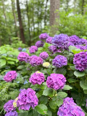 Garvan Woodland Gardens by null