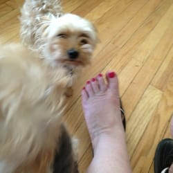 Cali Nails - My yorkies approve though