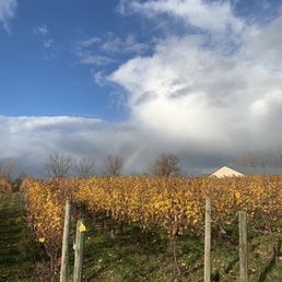 Vineyard Vineyard